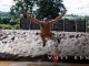 The Summer Wolf Run