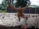 The WOLF Run – Midlands (Sunday)
